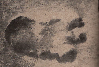 Tak to bylo před 65 lety: Domněnky a fakta o sněžném člověku